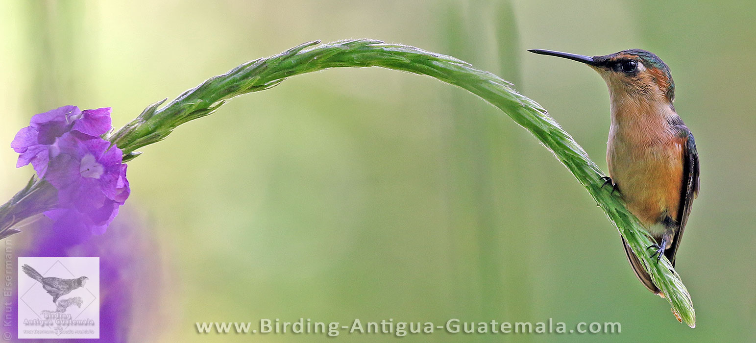 Female Sparkling-tailed Hummingbird