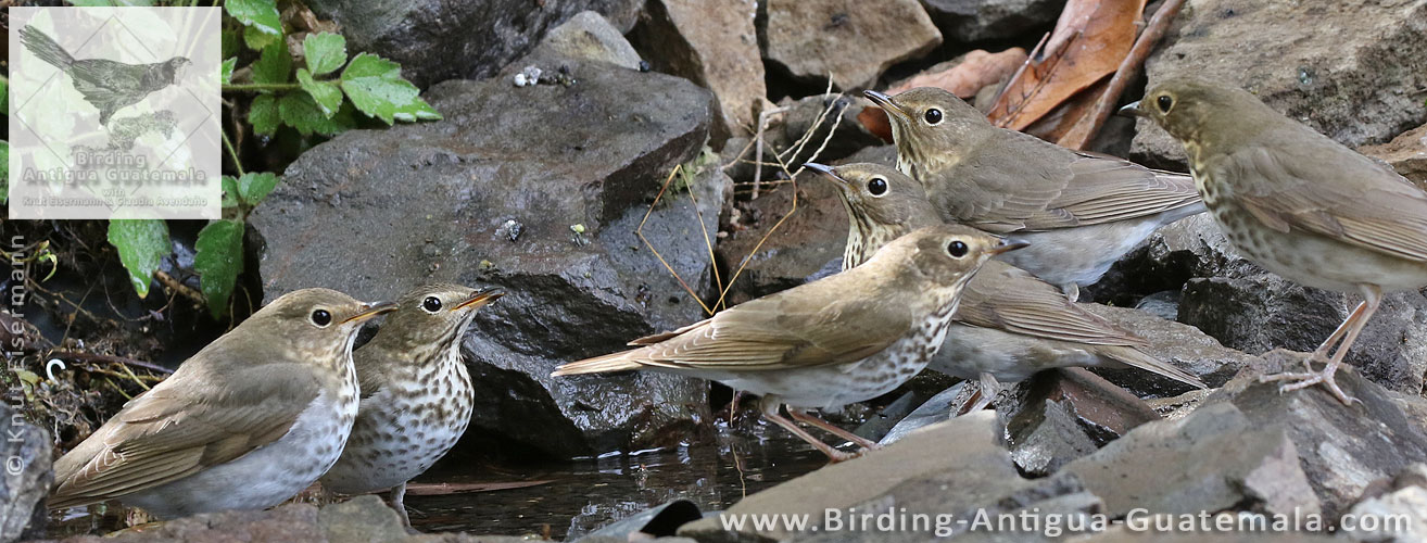 council of Swainson's Thrushes