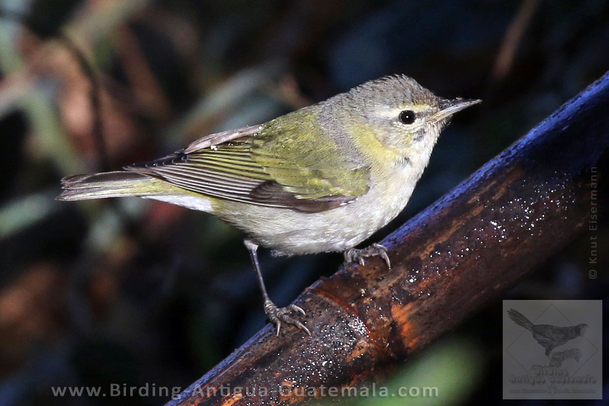 male Olive Warbler