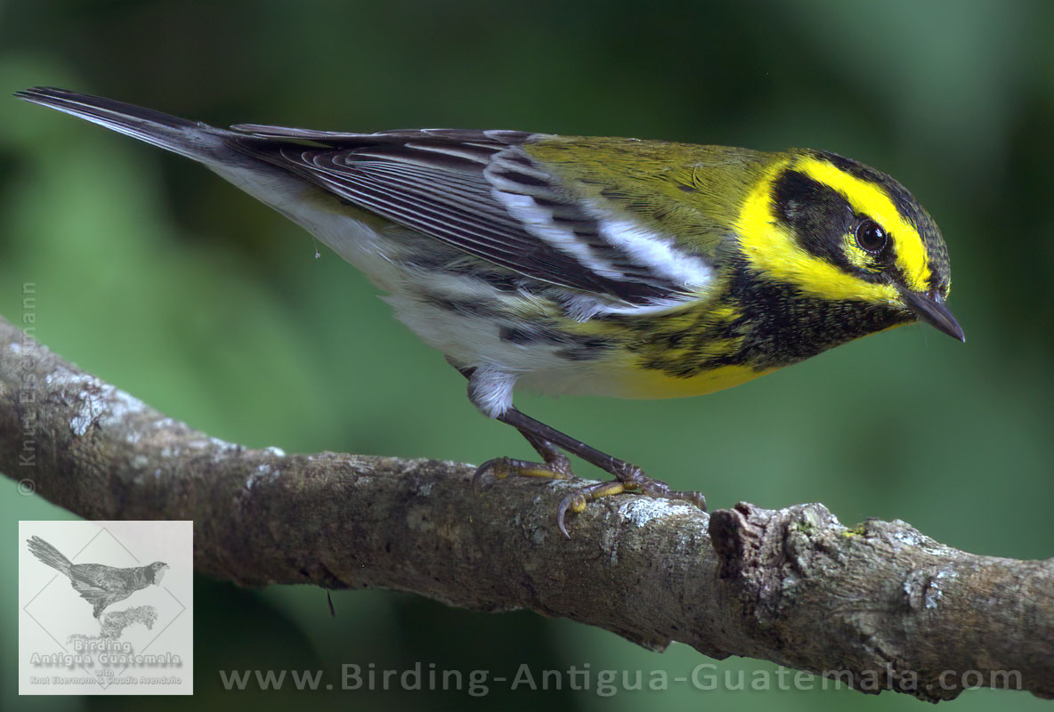 Townsend's Warbler