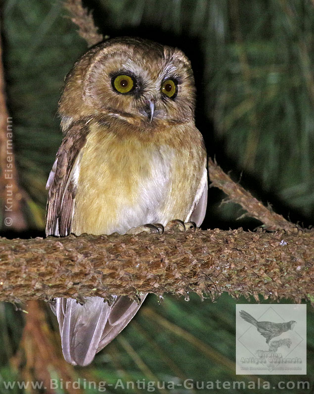 Unspotted Saw-whet Owl