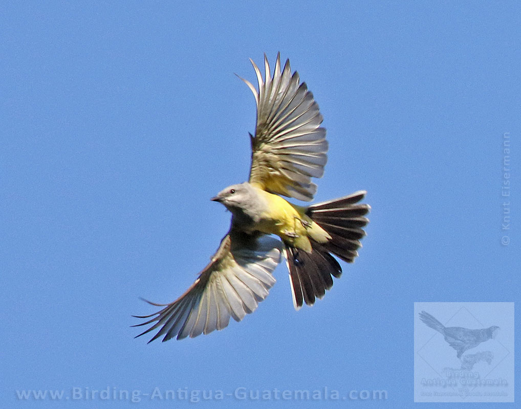Western Kingbird