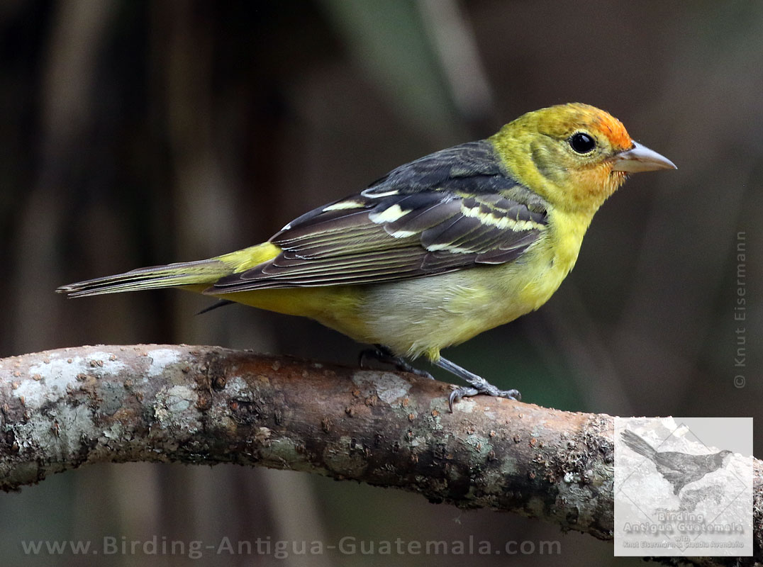 male Western Tanager