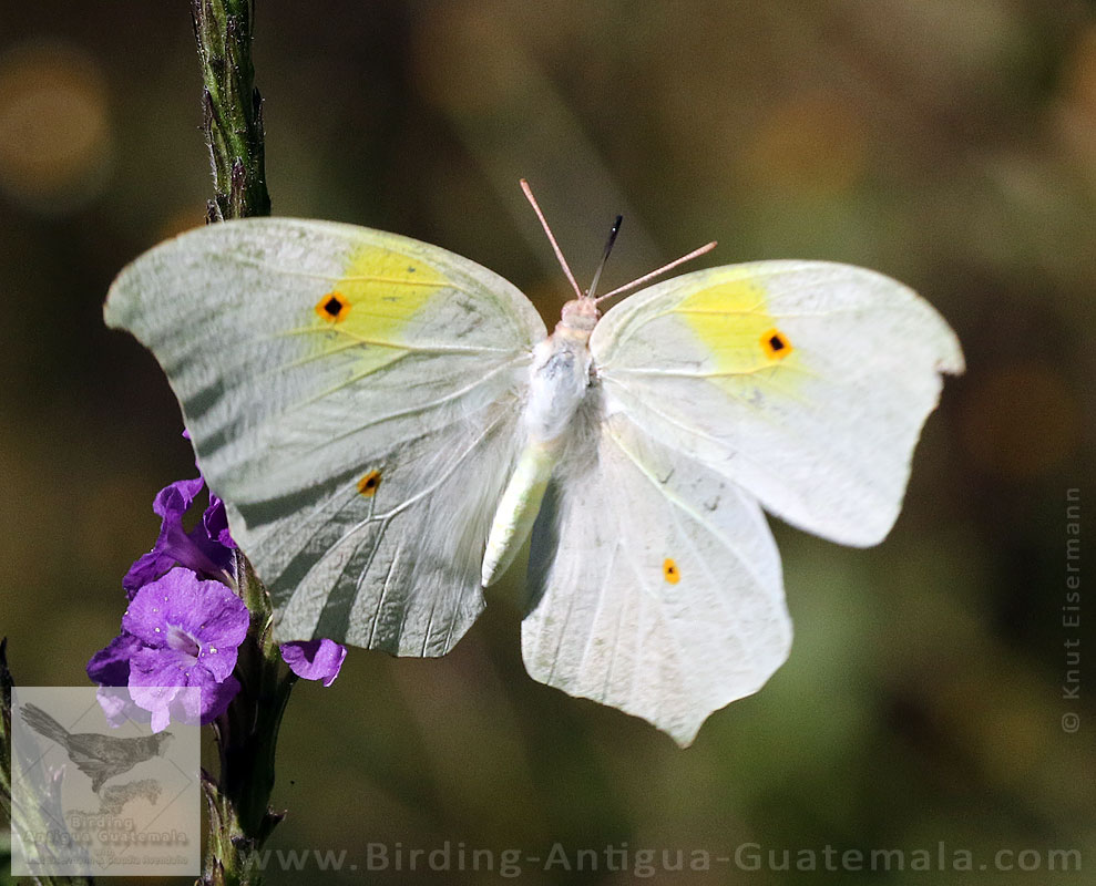 White Angled-Sulphur