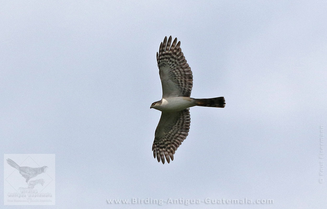 White-breasted Hawk (Accipiter chionogaster)