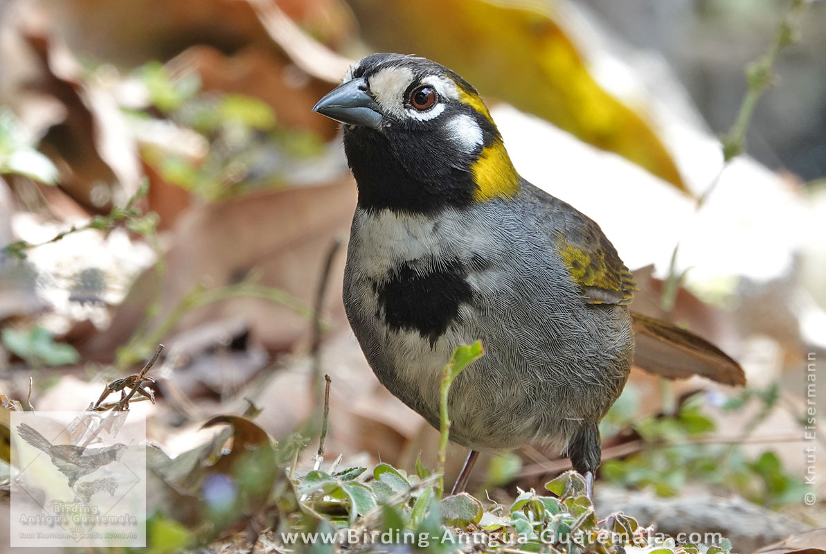 White-eared Ground-Sparrow