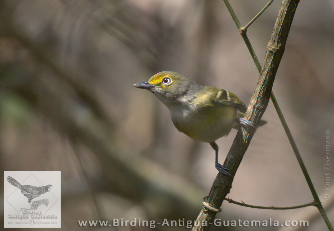 White-eyed Vireo