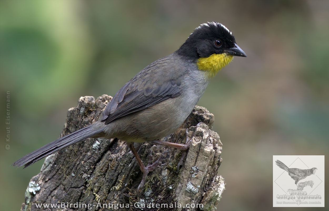 White-naped Brushfinch