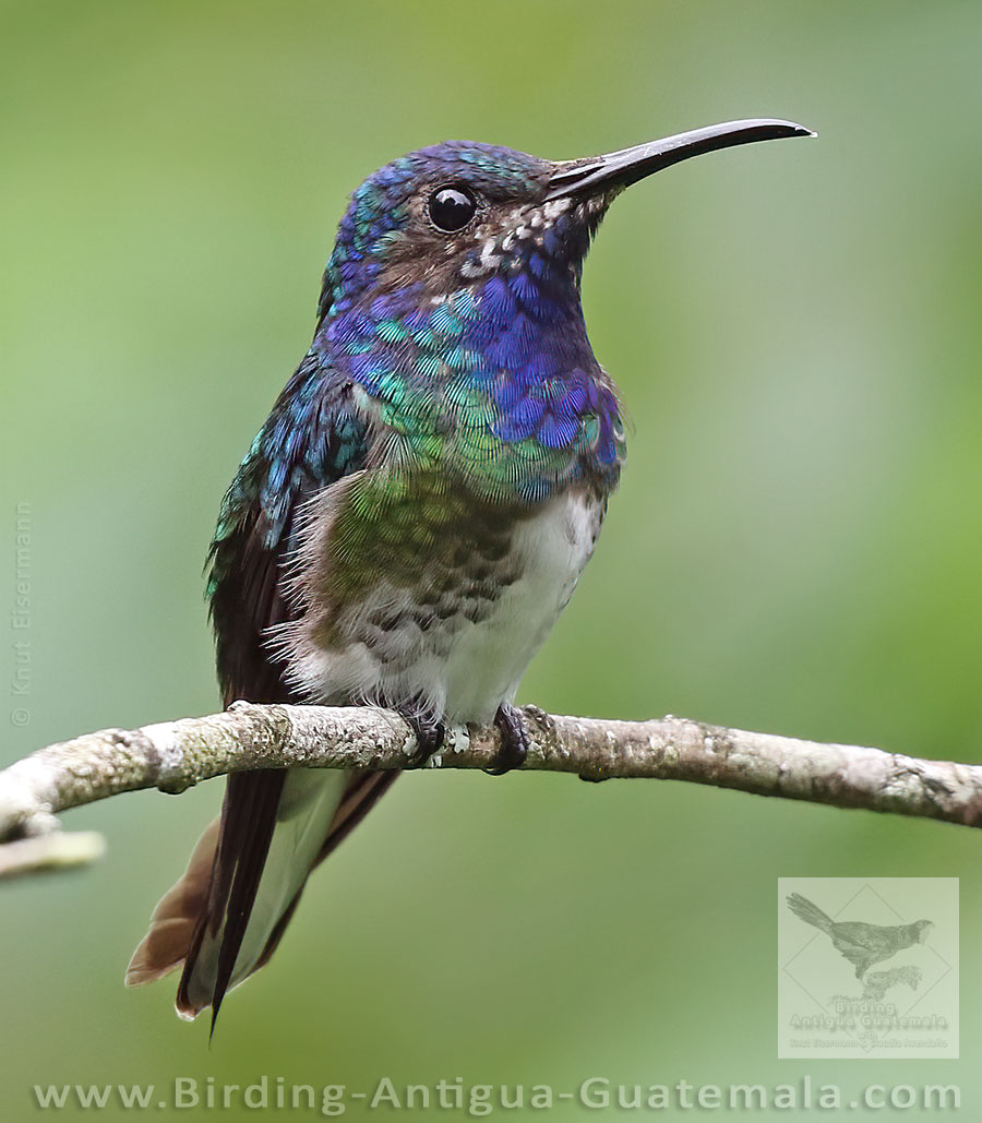 White-necked Jacobin