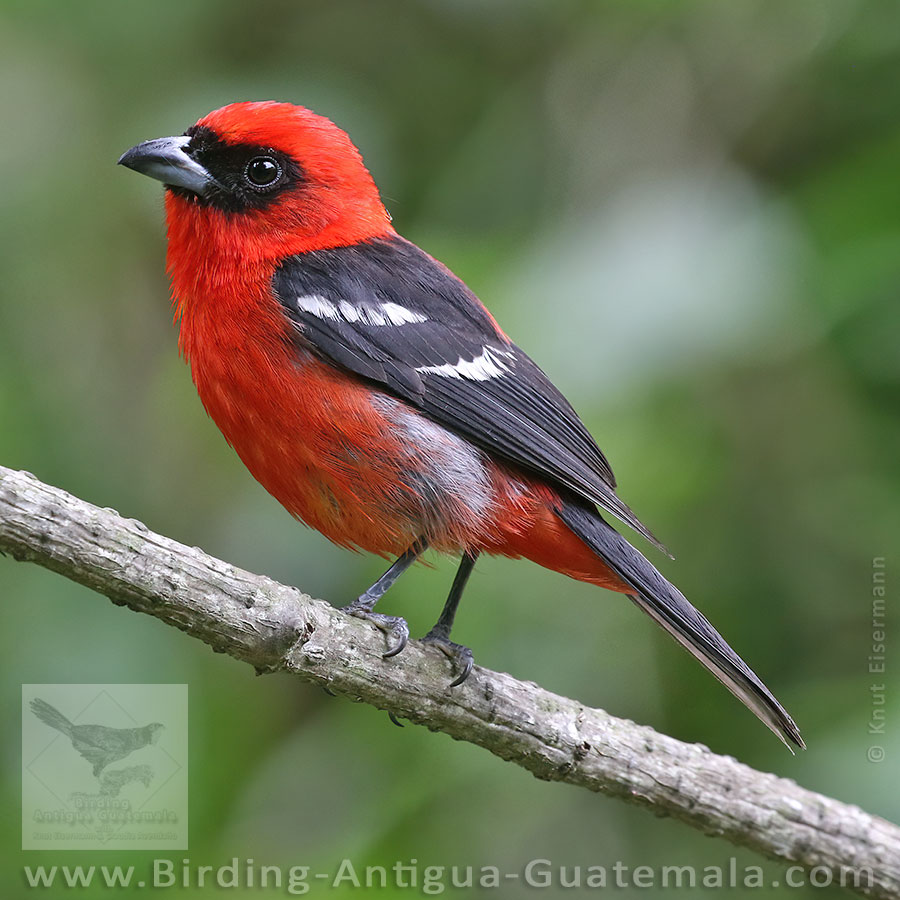 White-winged Tanager