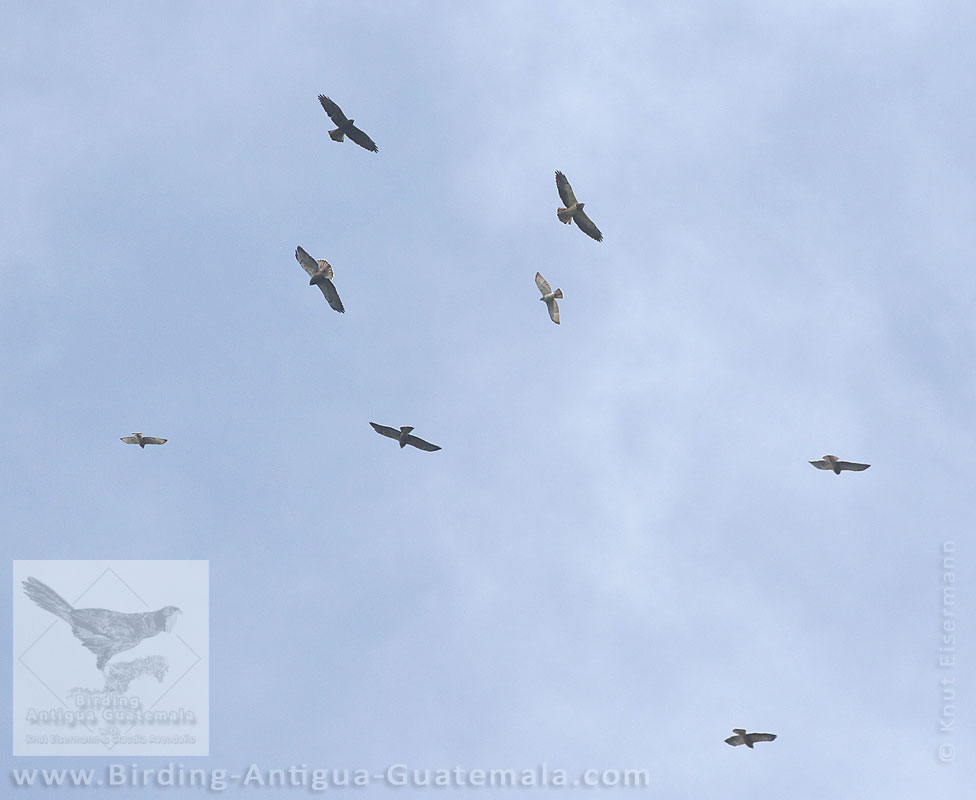 Swainson's Hawks (Buteo swainsoni) and Broad-winged Hawks (Buteo platypterus)