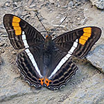 Adelpha donysa