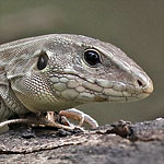 Rainbow Ameiva