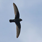 Black Swift