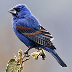 Male Blue Grosbeak