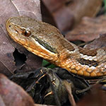 Godman's Mountain Pitviper