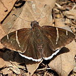 Chisos Banded-Skipper Autochton cincta