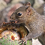 Deppe's Squirrel