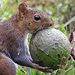 Deppe's Squirrel