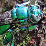 Orchid Bee