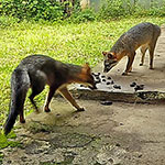 Gray Foxes