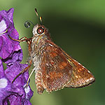 Yellow-stained Skipper