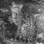 Margay