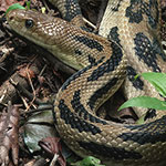 Middle American Gopher Snake