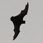 free-tailed bat (Molossidae)