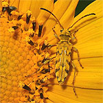 Ochraethes-pollinosus (Coleoptera, Cerambycidae, Cerambycinae, Clytini)