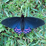 Parides photinus