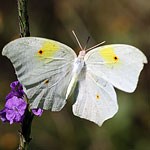 White Angled-Sulphur