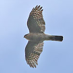 Sharp-shinned Hawk