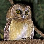 Unspotted Saw-whet Owl