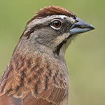 Rusty Sparrow