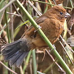 Blue Seedeater