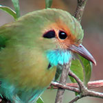 Blue-throated Motmot