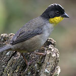 White-naped Brushfinch