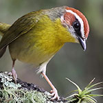 Rufous-capped Warbler