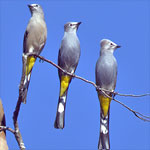 Cedar Waxwings with Gray Silky-flycatchers