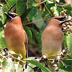 Cedar Waxwings