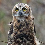 Juvenile Great Horned Owl