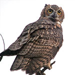 Great Horned Owl