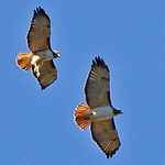 Red-tailed Hawks