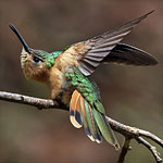 Rufous Sabrewing