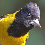 Black-headed Siskin