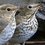 Swainson's Thrushes