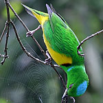 Blue-crowned Chlorophonia