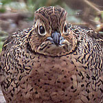 Ocellated Quail