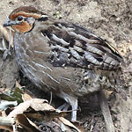 Singing Quail